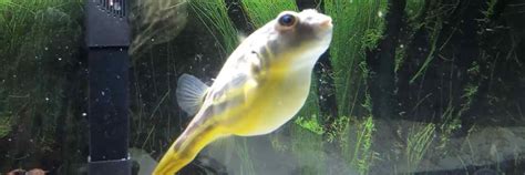 Fahaka Puffer (Tetraodon lineatus) Keeping, Breeding & Feeding – FishKeepingAnswers.com