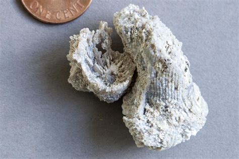 Permian Coral from Tethys Ocean – Geology Pics