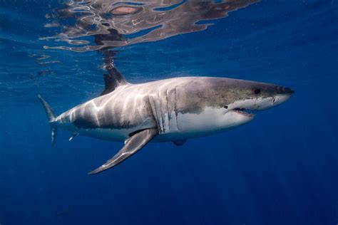 2014 Pacific Coast Great White Shark Attack Report: - SnowBrains
