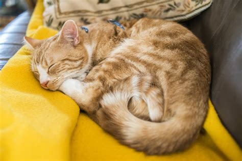 A Young Cat Sleeping on a Couch at Home, Sweet and Beautiful. Stock Image - Image of animal ...