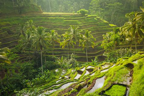 Ubud Tour – Bali Ubud Tour