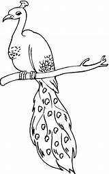 Free Printable Peacock Coloring Pages For Kids sketch template
