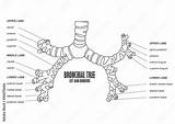 Photo & Art Print Bronchial Tree Left Main bronchus Human Anatomy  sketch template