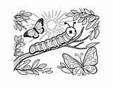 Free Caterpillar Coloring Pages For Kids sketch template
