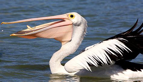 What do Pelicans eat