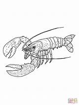 Lagosta Do Maine  Super Coloring Lobster Art Pages sketch template