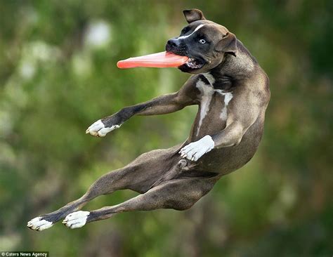 Claudo Piccoli photographs canines catching frisbees at Disc Dog 2016 ...