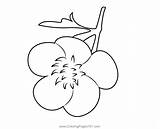 Buttercup Coloring Page For Kids  Free Printable sketch template
