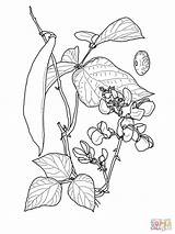 Sprout Coloring Pages At GetColoringscom  Free Printable Colorings sketch template