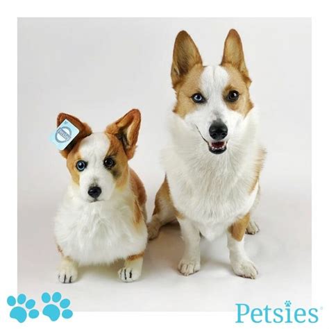 Custom Stuffed Animals of Pets, 100% Quality Guarantee | Petsies