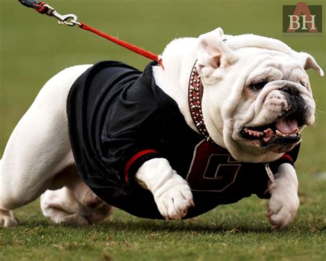 UGA Georgia Bulldog Mascot, Uga Bulldogs, Georgia Bulldogs Football ...