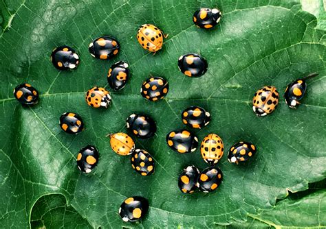 In red and black, the genetics of ladybug spots