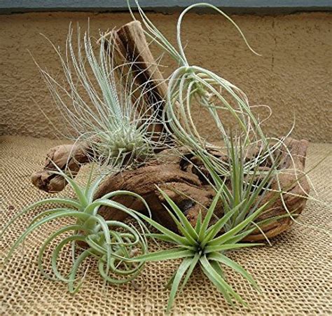 CTS Air Plants Assorted Tillandsia Air Plants - 5 Plants • Insteading