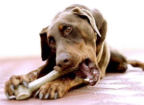 FDA “bone treat” warning: Cornell veterinarian explains how you can protect your dog | Cornell ...