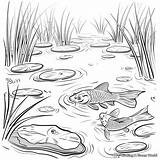 Pond Habitat Coloring Page Pages sketch template