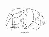 Giant Anteater Coloring Page By Mama Draw It  Teachers Pay sketch template