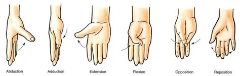 thumb flexion - Google Search | Hand therapy, Physical therapy assistant, Physical therapy