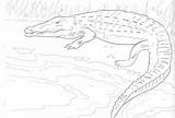 Free Printable Crocodile Coloring Pages For Kids sketch template