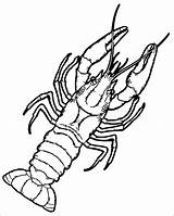 Lobster Coloring Page sketch template