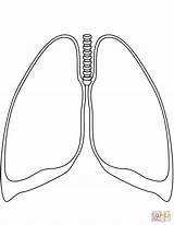 Lungs coloring Page  Free Printable Coloring Pages sketch template