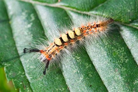 File:Tussock moth caterpillar.jpg - Wikipedia