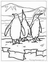 38 Penguin Coloring Pages Free PDF Printables sketch template