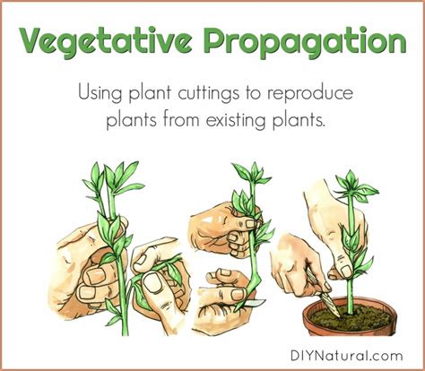 Vegetative Propagation: Using Plant Cuttings to Reproduce Existing Plants