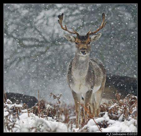 Snowy deer - Deer & Animals Background Wallpapers on Desktop Nexus ...