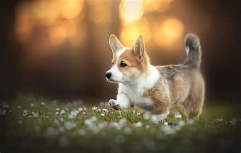 Wallpaper each, dog, Corgi images for desktop, section собаки - download