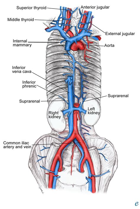 Veia Cava Inferior Anatomia - ENSINO