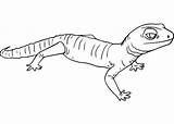 Gecko 1 Coloring Page  Free Printable Pages For Kids sketch template