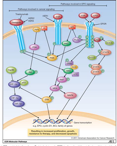 Figure 1 from The Role of Erythropoietin and Erythropoiesis-Stimulating ...