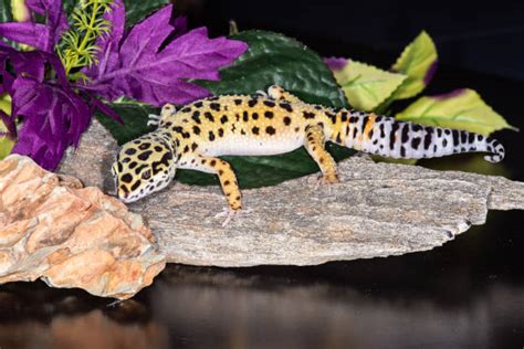 Leopard Gecko Brumation | Pestclue