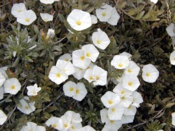 Morning Glory Bush | Elgin Nursery & Tree Farm: Phoenix, AZ