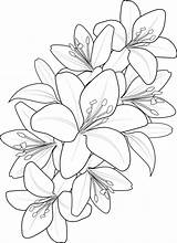 Bouquet Of lily Coloring Page Hand Drawn Flower Lilium Vector  sketch template