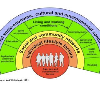 Dahlgren and Whitehead's model of determinants of health | Download Scientific Diagram