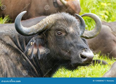 Cape Buffalo, African Buffalo with Beautiful Curvy Horns at Serengeti ...