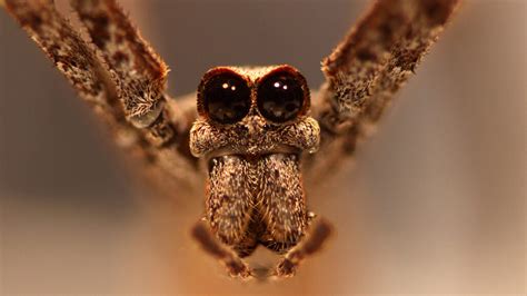 Ogre-faced spiders catch insects out of the air using sound | Science News