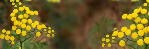 Yellow Floral Background Stock Photos, Images and Backgrounds for Free Download