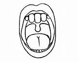 Line Art  Clip Library sketch template