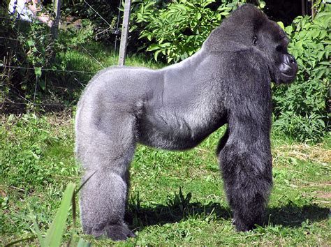 World Animal Beauti And Funny: Western Gorilla