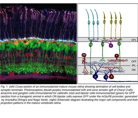 Development of cell types and synaptic connections in the retina by Josh Morgan and Rachel Wong ...