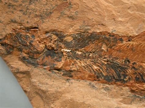 Jurassic Fossil Fish