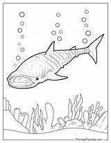 Whale Shark Coloring Pages sketch template