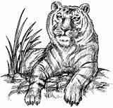 Siberean Tiger coloring Page  Animals Town Animals color Sheet sketch template