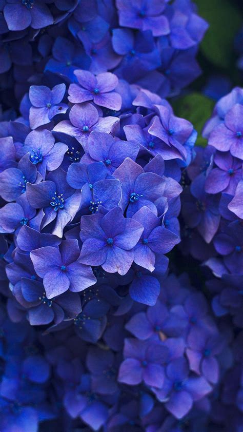 Blue and Purple Flowers Wallpapers - Top Free Blue and Purple Flowers ...