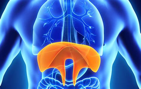 Diaphragm Muscle Spasm - Symptoms, Causes, Treatment