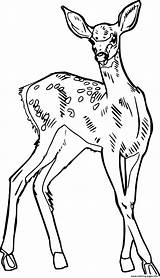 Realistic Spotted Deer Coloring Page Printable sketch template