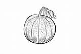 Cantaloupe Coloring Page For Adults Graphic By Forhadx5 · Creative Fabrica sketch template