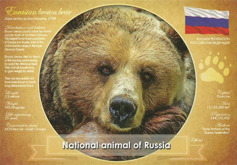 NINU POSTCARDS: Eurasian brown bear, national animal of Russia